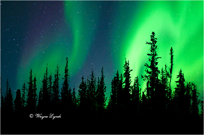 Aurora Borealis by Dr. Wayne Lynch &copy;